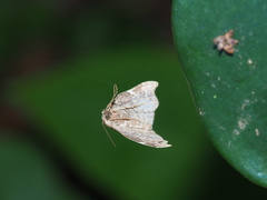 Goniocraspedon variegata