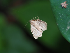 Goniocraspedon variegata