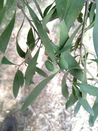 Image of Persoonia Amaliae (Persoonia amaliae) by (c) Tony van Kampen, some rights reserved (CC BY)
