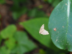 Goniocraspedon variegata