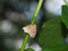 Goniocraspedon variegata
