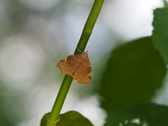 Goniocraspedon variegata