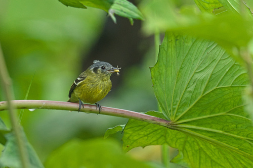 Ashy-headed Tyrannulet (Tyranniscus cinereiceps), photo 2