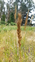 Bromus maritimus