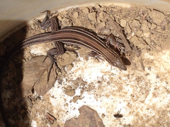 Aspidoscelis hyperythrus beldingi