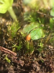 Pleuridium acuminatum