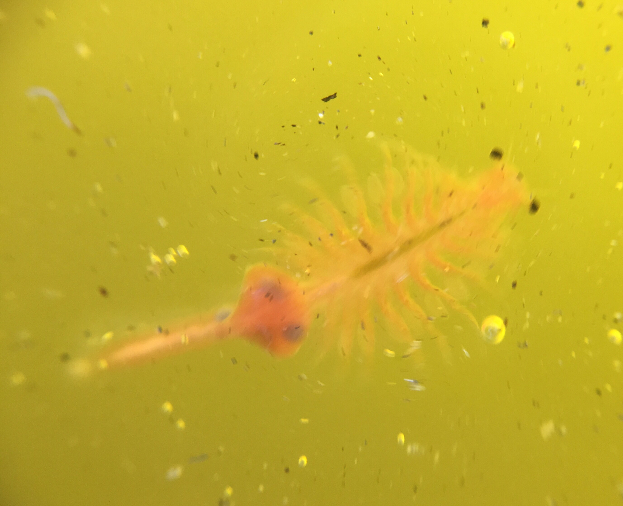 Artemia monica Verrill, 1869
