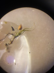 Pleuridium acuminatum