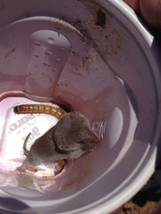 Notiosorex crawfordi