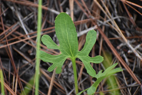 Image of Viola septemloba by (c) Ryan Watson, some rights reserved (CC BY)