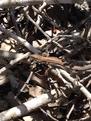 Aspidoscelis hyperythrus beldingi