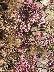 Chorizanthe staticoides