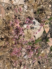 Chorizanthe staticoides