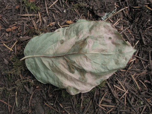 Pacific Dogwood foliage