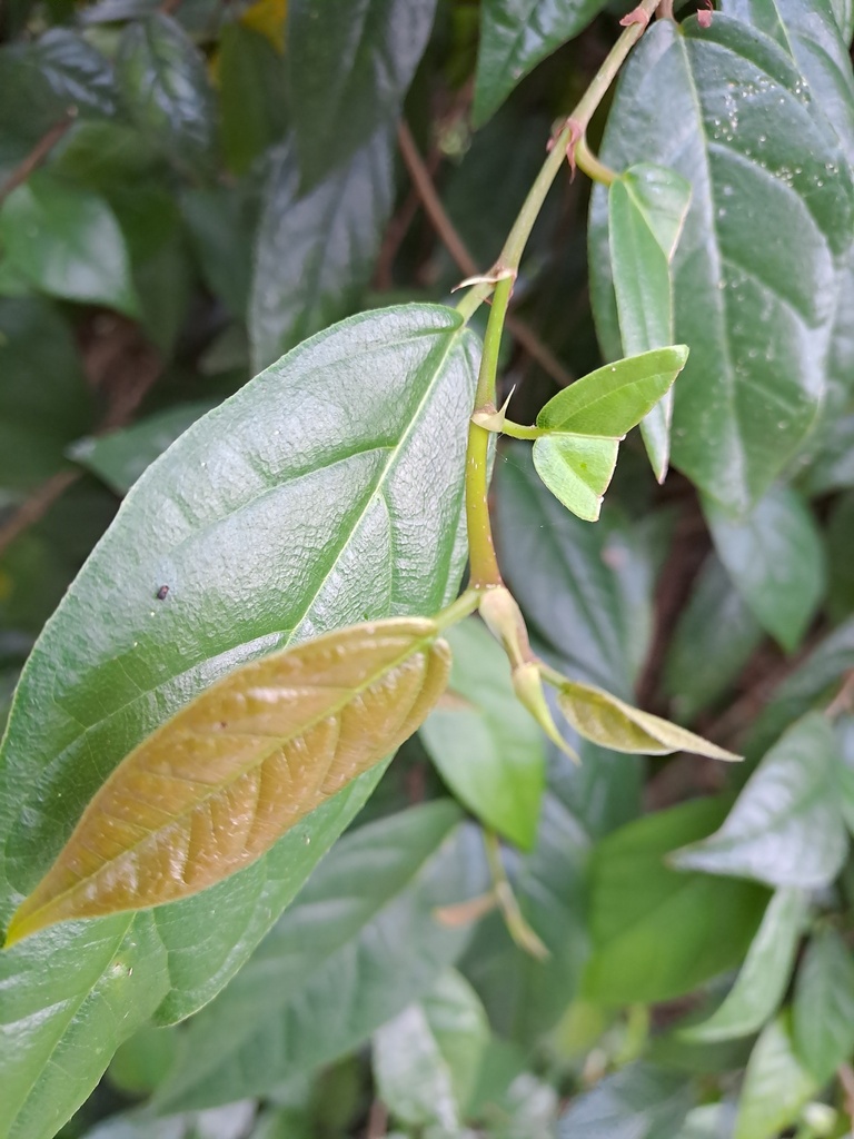 Ficus hederacea (Ficus hederacea)