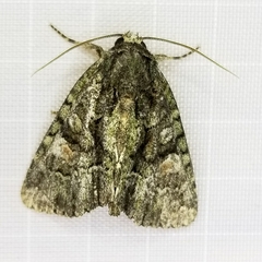 Phosphila miselioides