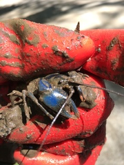 Cambarus monongalensis