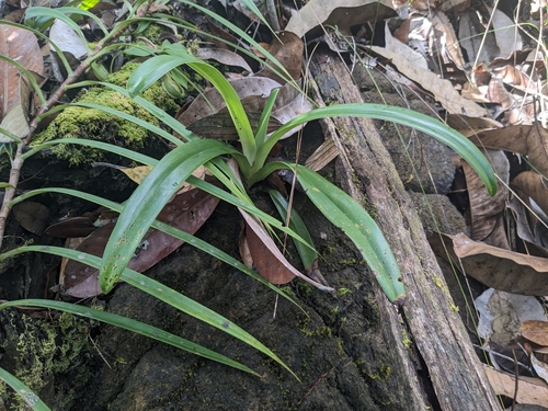 Paphiopedilum rothschildianum observed 2024-05-14