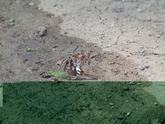 Codatractus alcaeus alcaeus