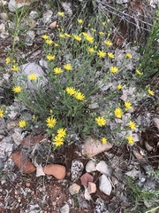 Heterotheca polothrix