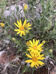 Heterotheca polothrix