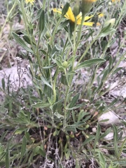 Heterotheca polothrix