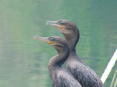 Nannopterum brasilianum