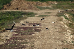Himantopus mexicanus