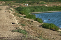 Himantopus mexicanus