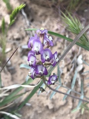 Astragalus arizonicus