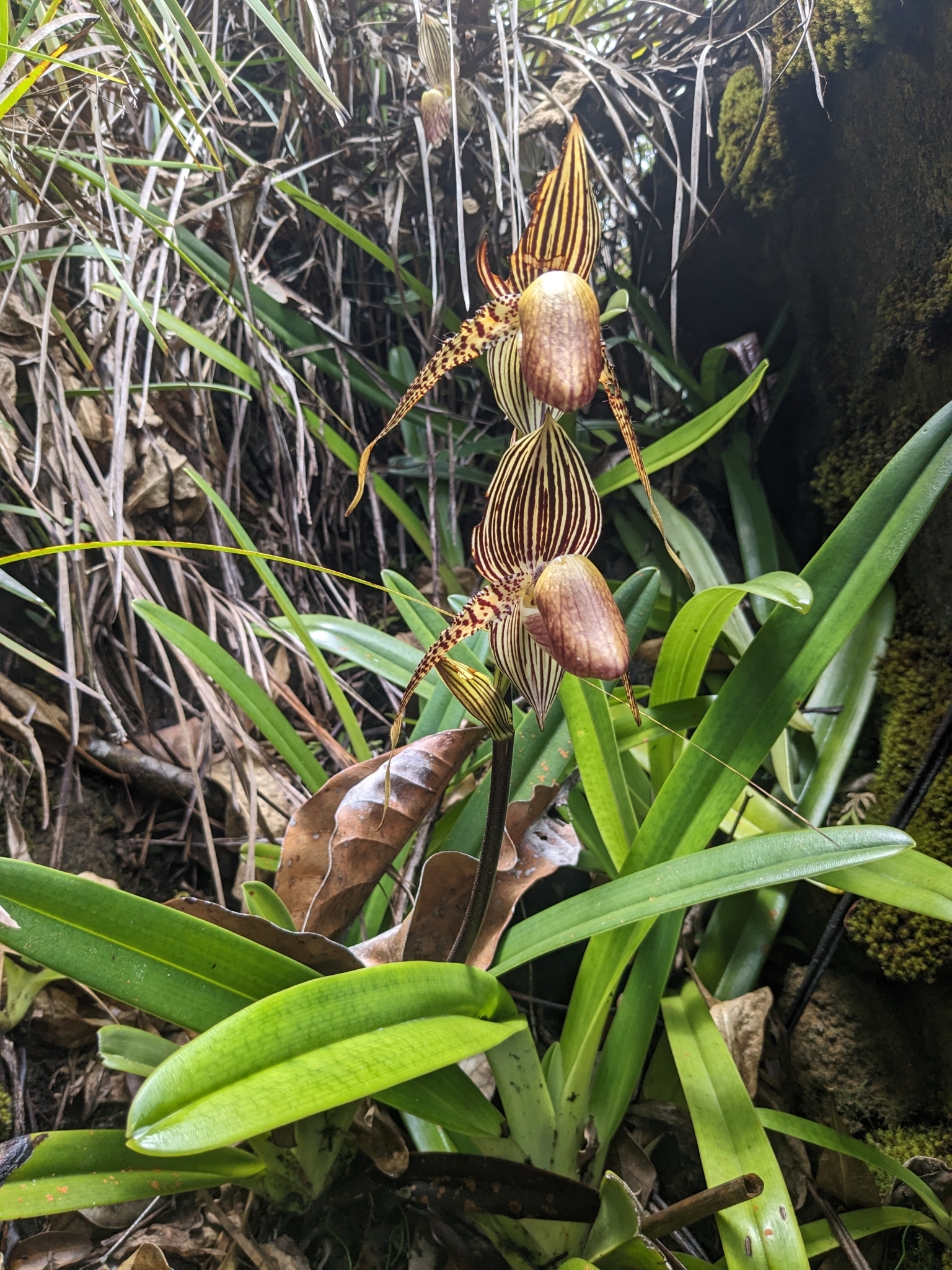Imagem de Sapatilha-de-Vênus