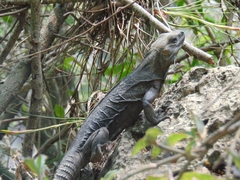 Ctenosaura acanthura