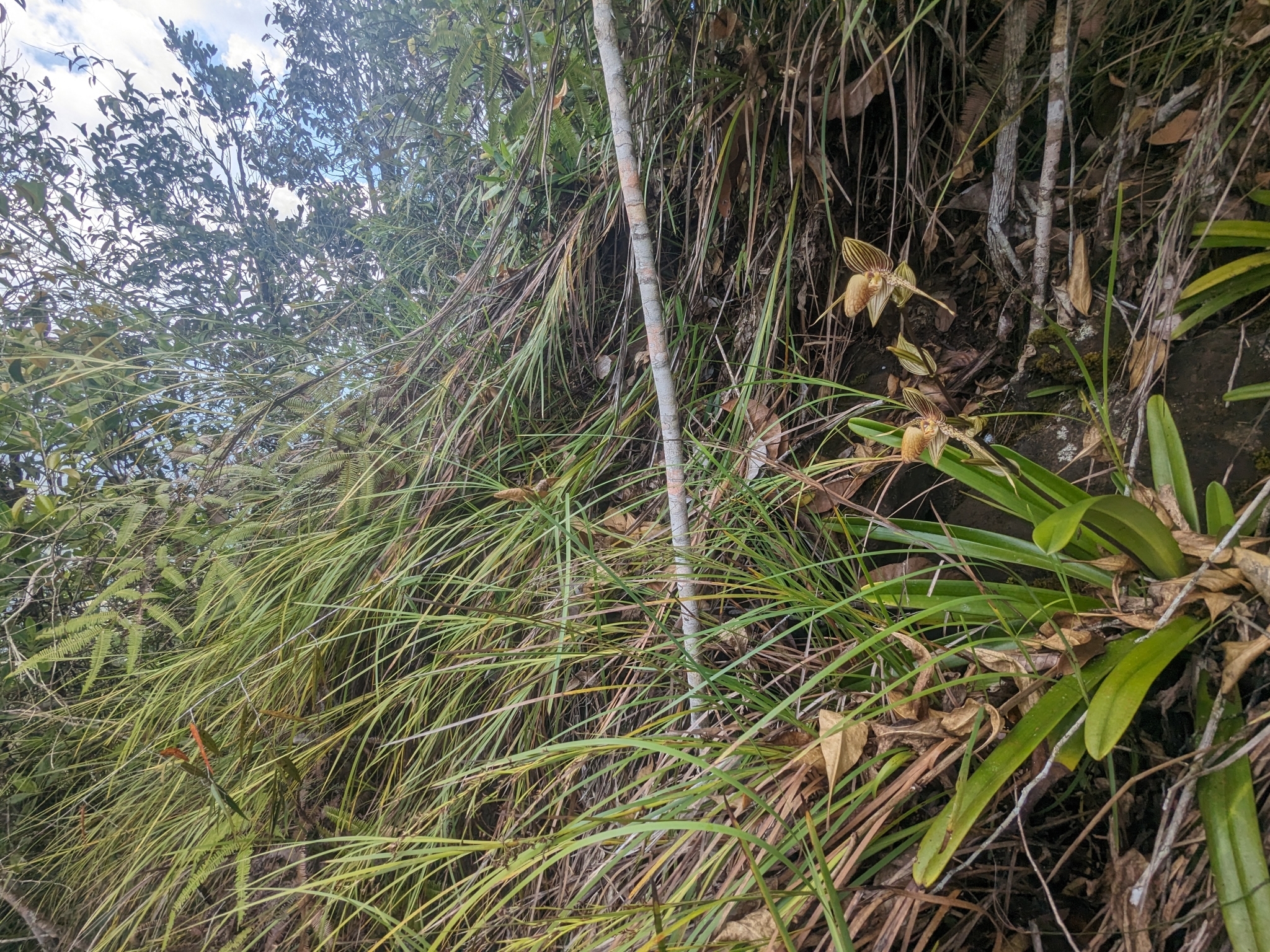 Imagem de Sapatilha-de-Vênus