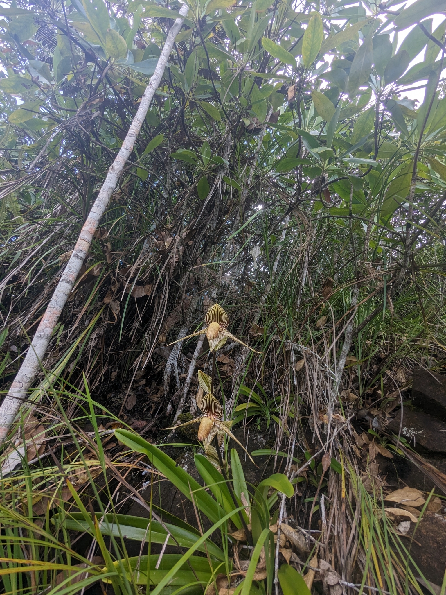 Imagem de Sapatilha-de-Vênus
