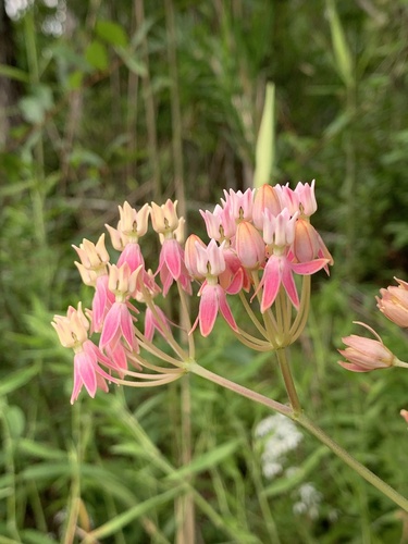 fewflower milkweed (Asclepias lanceolata)