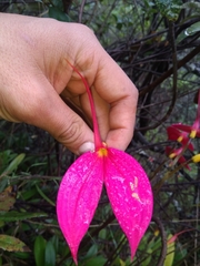 Masdevallia coccinea