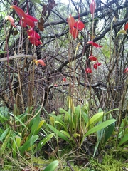 Masdevallia coccinea