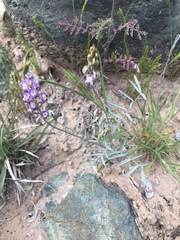 Astragalus arizonicus
