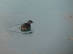 Tachybaptus dominicus