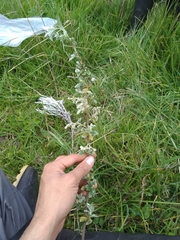 Holodiscus argenteus