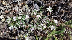 Hesperolinon congestum