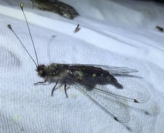 Suphalomitus formosanus