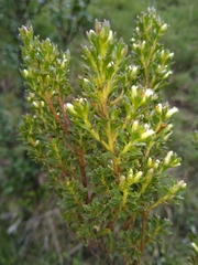 Baccharis tricuneata