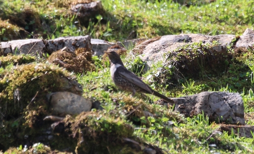 Mirlo capiblanco (Turdus torquatus)
