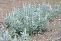 Lupinus leucophyllus