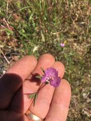Clarkia gracilis