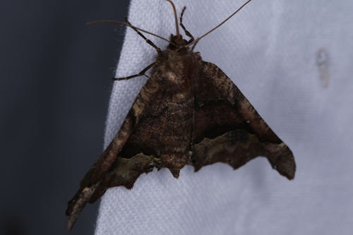 Morrison's Pero Moth photo 3