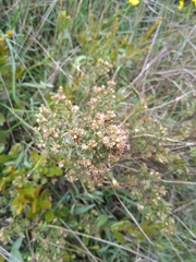Baccharis tricuneata