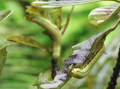 Macroglossum passalus