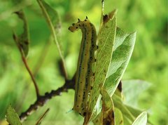 Macroglossum passalus